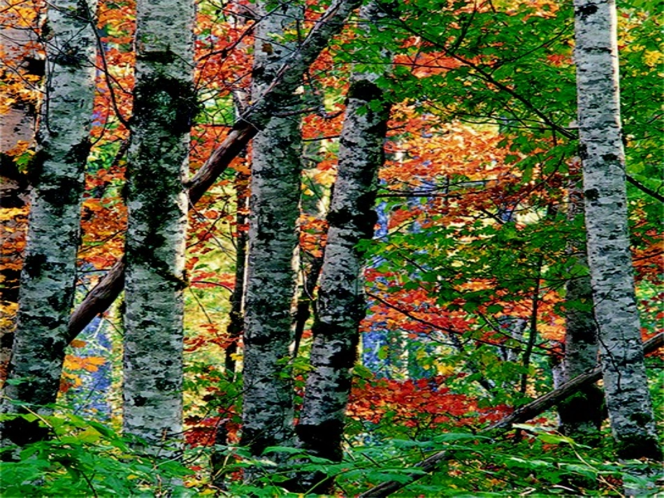 认识身边的树_第3页