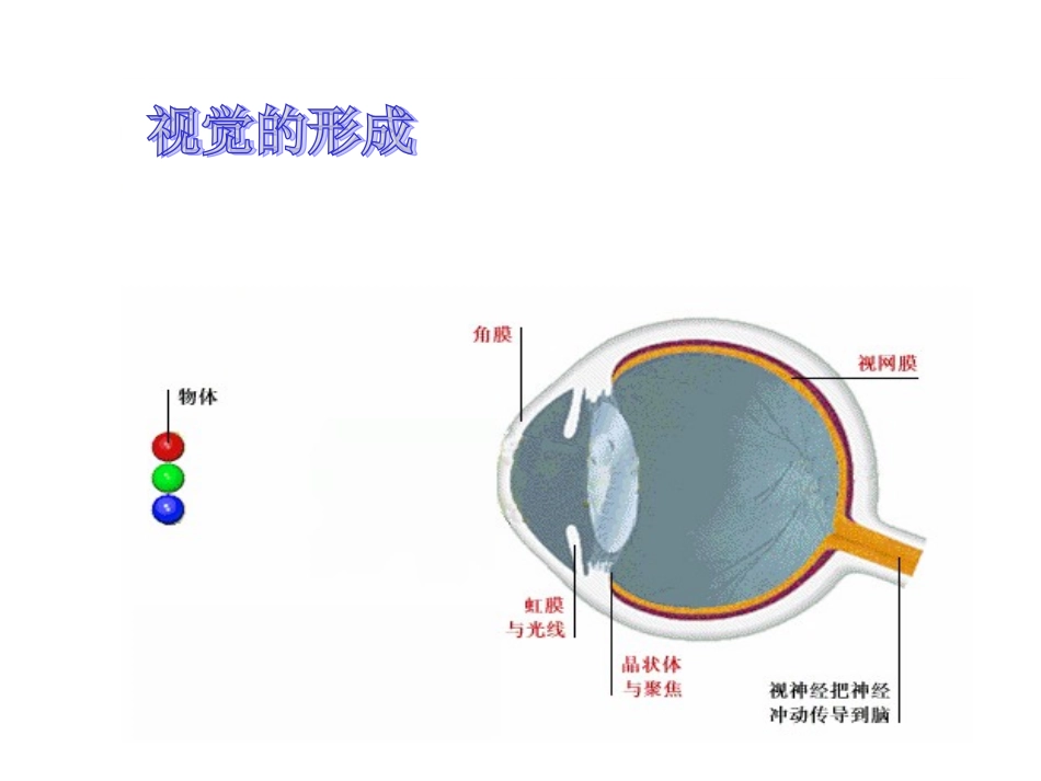 眼的基本结构和视觉形成的过程_第3页