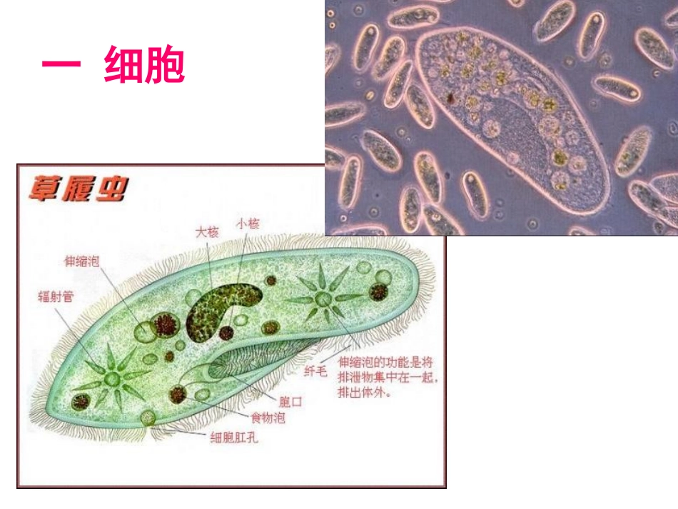 生命系统的结构层次_第2页