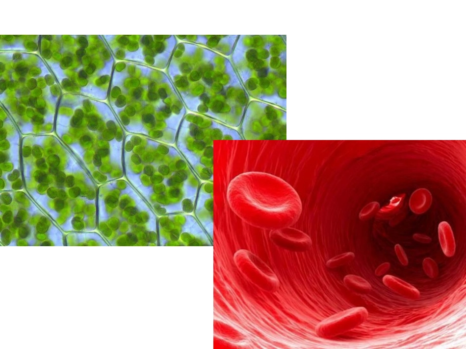 生命系统的结构层次_第3页