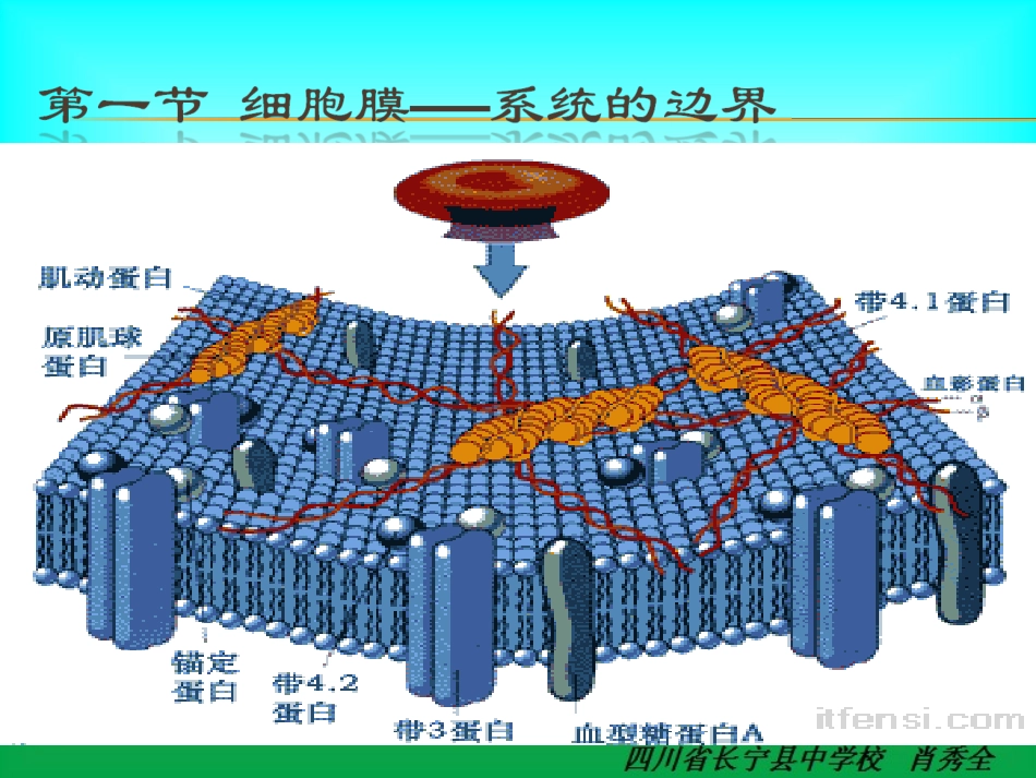 细胞膜——系统的边界_(实用_简洁)_第2页