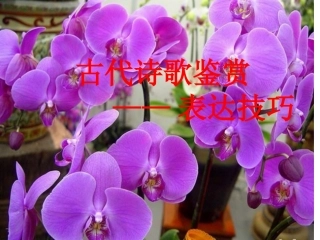 古典诗歌表达技巧大全(免费)