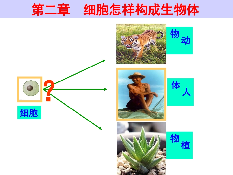 动物体的结构层次PPT课件(1)_第2页