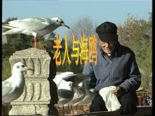 老人与海鸥石雨欣
