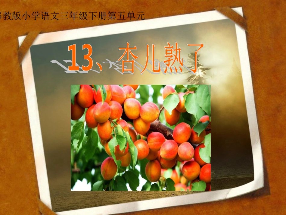 杏儿熟了课件_第1页