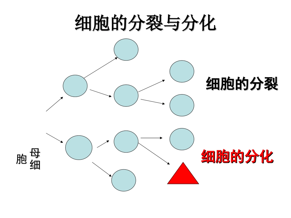 初中一年级生物上册第二单元生物体的结构层次第二章第二节动物体的结构层次第一课时课件_第3页