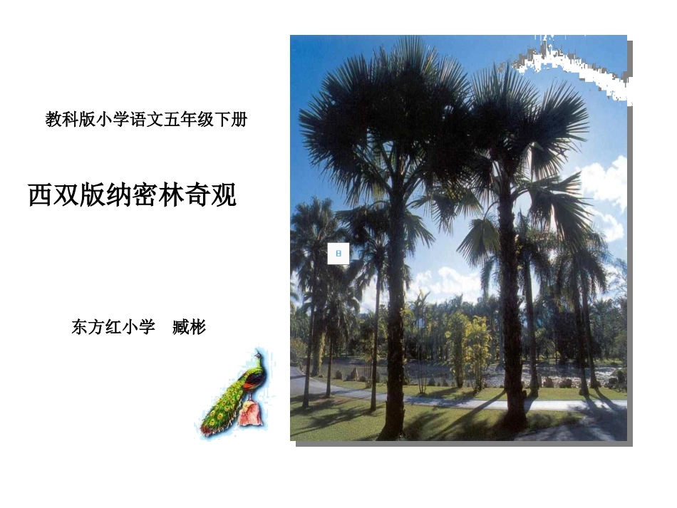 五年下《西双版纳密林奇观》PPT_第1页