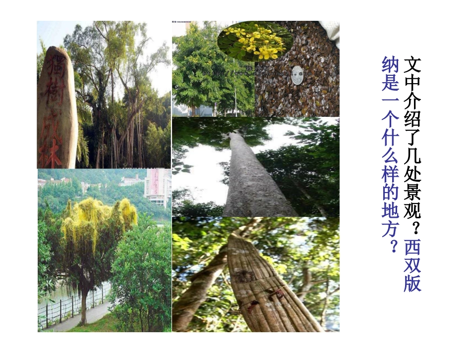 五年下《西双版纳密林奇观》PPT_第2页