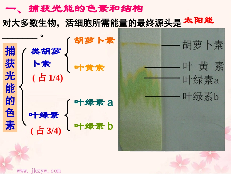 光合作用 (2)_第3页