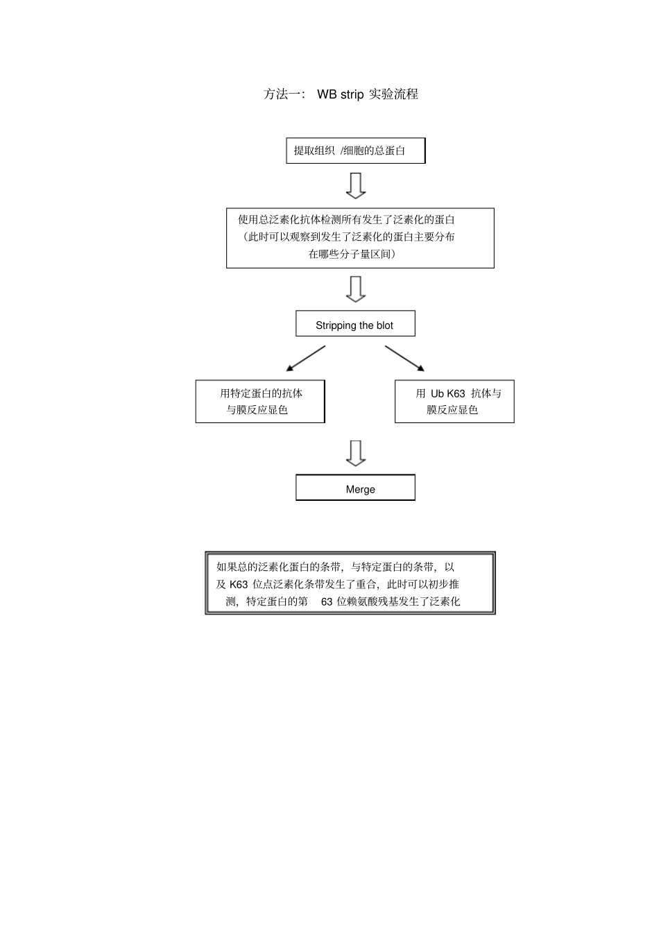 泛素化蛋白检测方法_第3页