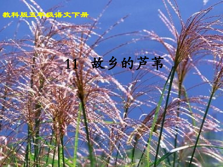 《故乡的芦苇》课件_第3页