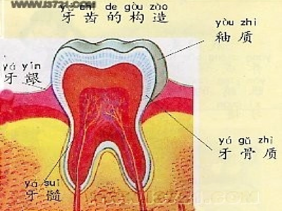 [钱玲玲][预防龋齿]_第3页