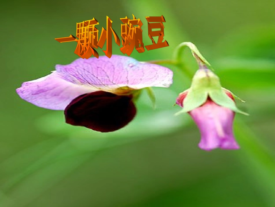 一颗小豌豆四上_第1页