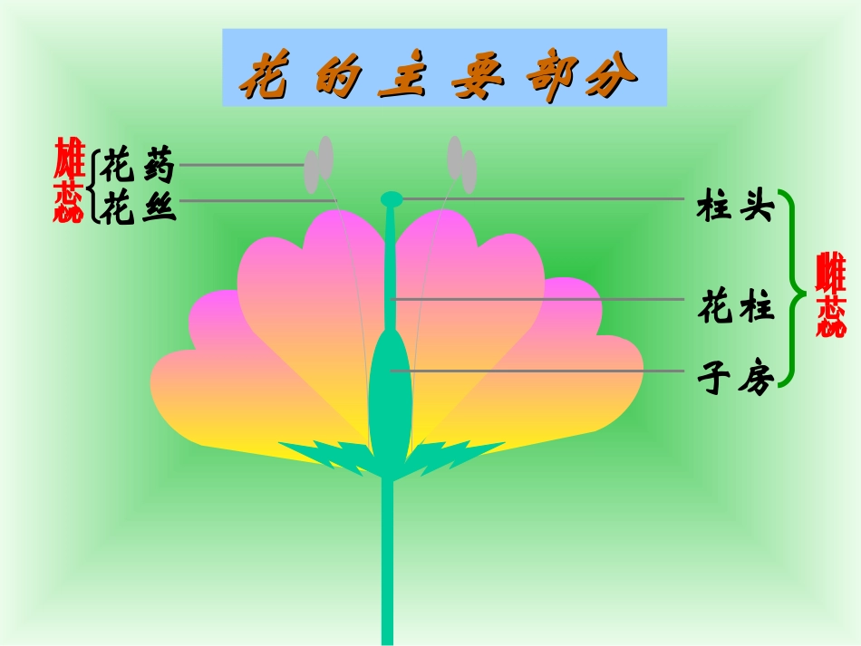 花和果实课件_第3页