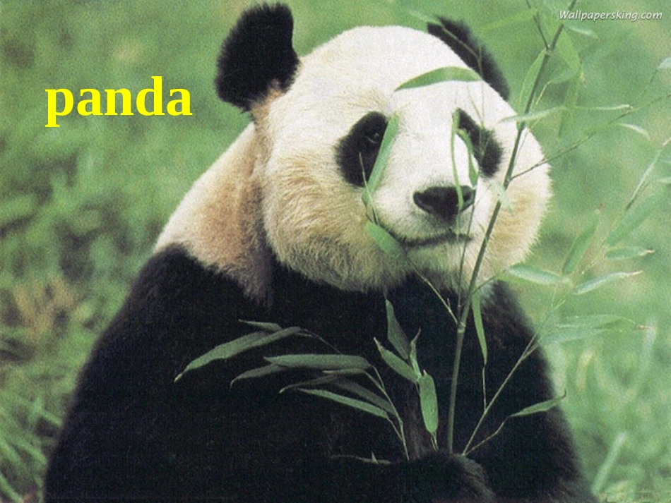 阅读课AmazingAnimalFacts_第2页