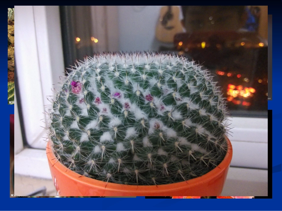 仙人球的种植_第3页