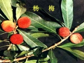 《我爱故乡的杨梅》