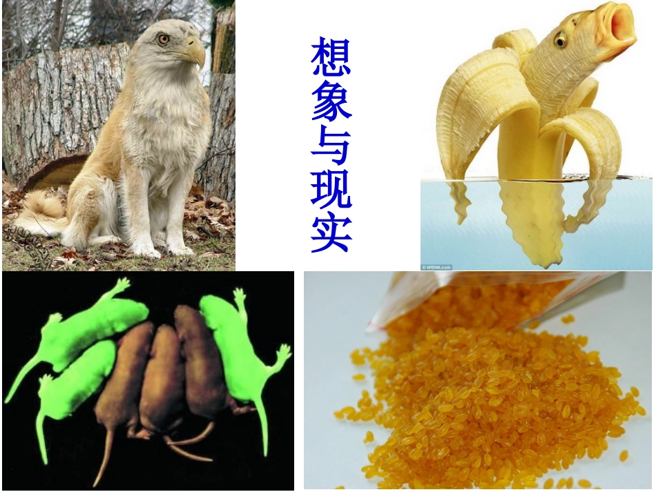 基因工程及其应用-课件_第3页