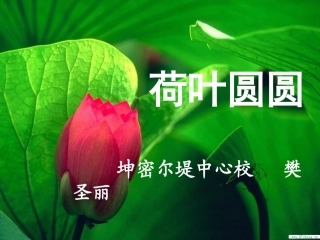 《14荷叶圆圆》课件】