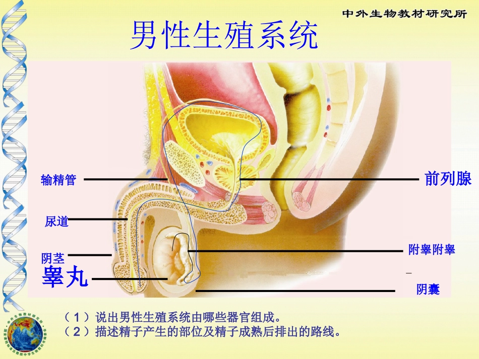 精卵结合孕育新生命_第3页