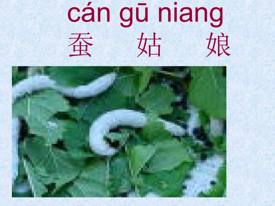 《蚕姑娘》课件_第3页
