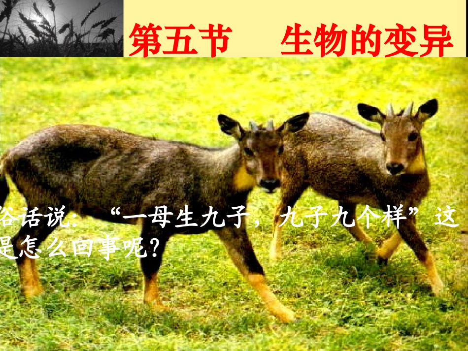 生物的变异 (2)_第1页