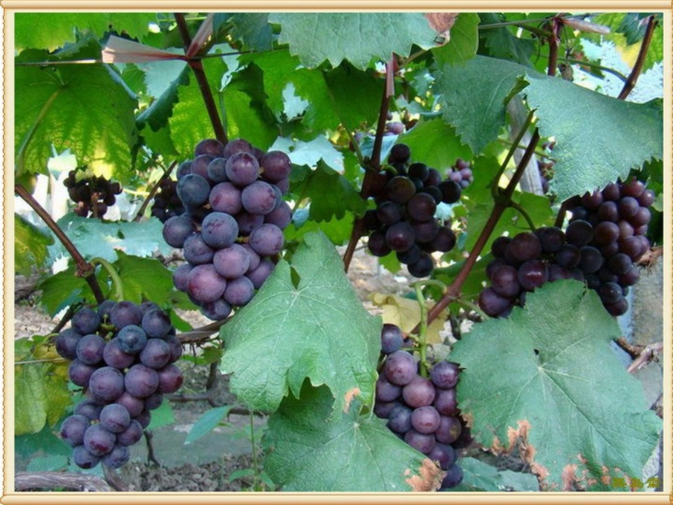 葡萄沟课件课件_第2页