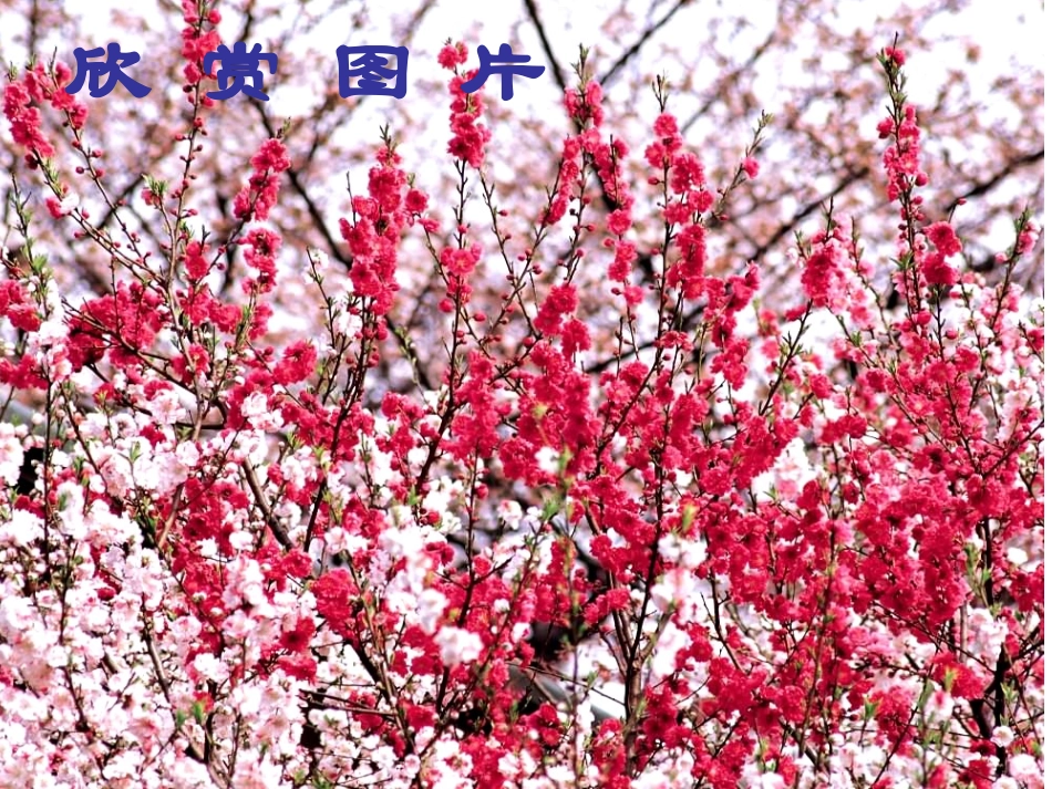 《桃花源记》课件_第1页
