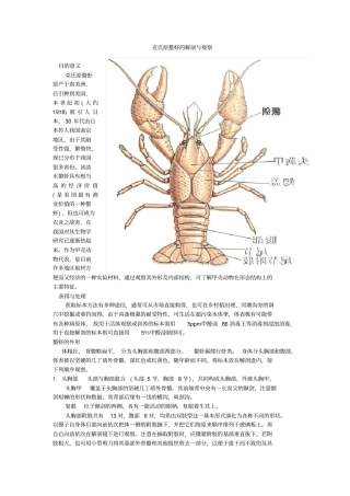 生物竞赛试验：克氏原螯虾的解剖与观察