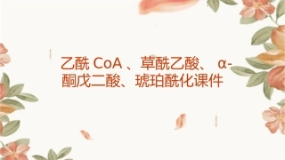 乙酰CoA草酰乙酸α酮戊二酸琥珀酰课件1