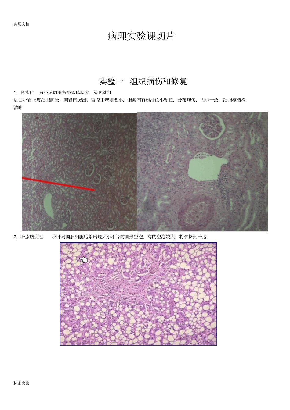 病理学切片和标本_第1页