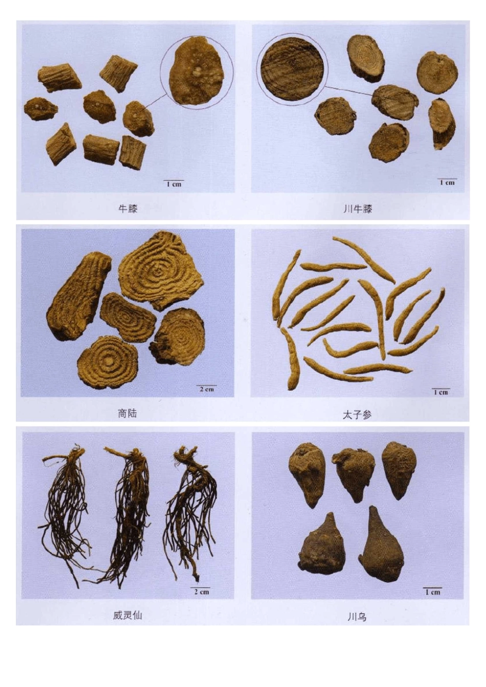 执业药师中药专业一常见中药彩图(上)_第2页