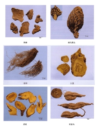 执业药师中药专业一常见中药彩图(上)