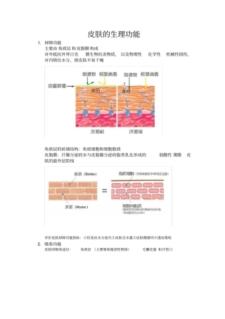 皮肤的生理功能