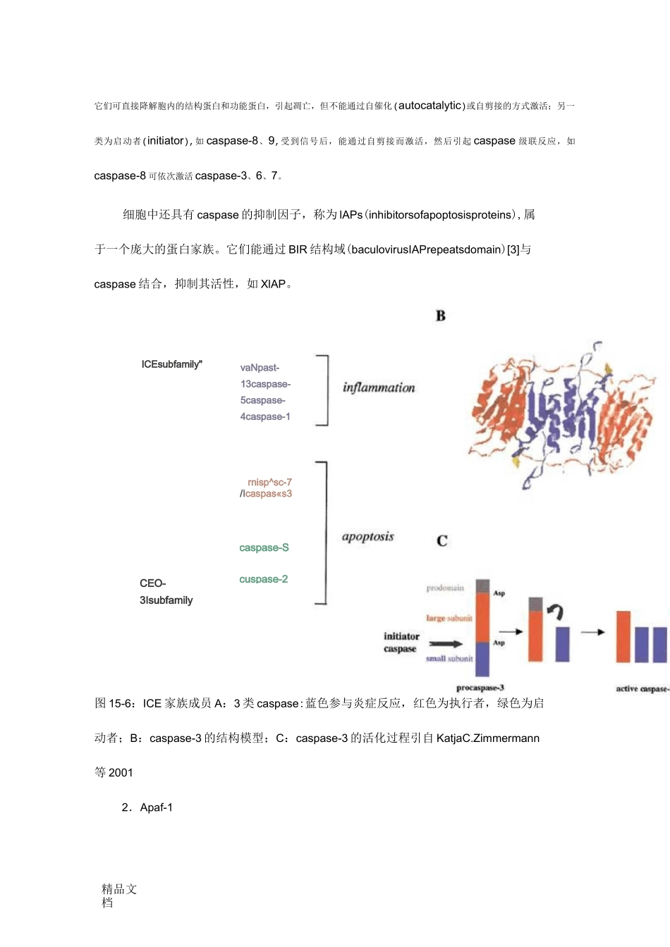 凋亡相关的基因和蛋白._第3页