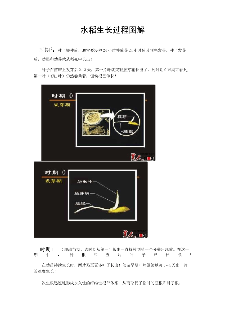 水稻生长过程图解_第1页