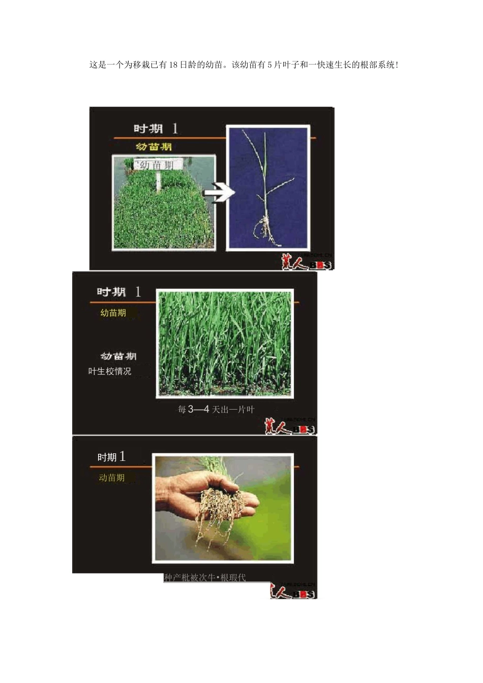 水稻生长过程图解_第2页
