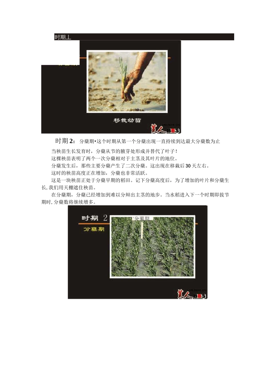 水稻生长过程图解_第3页