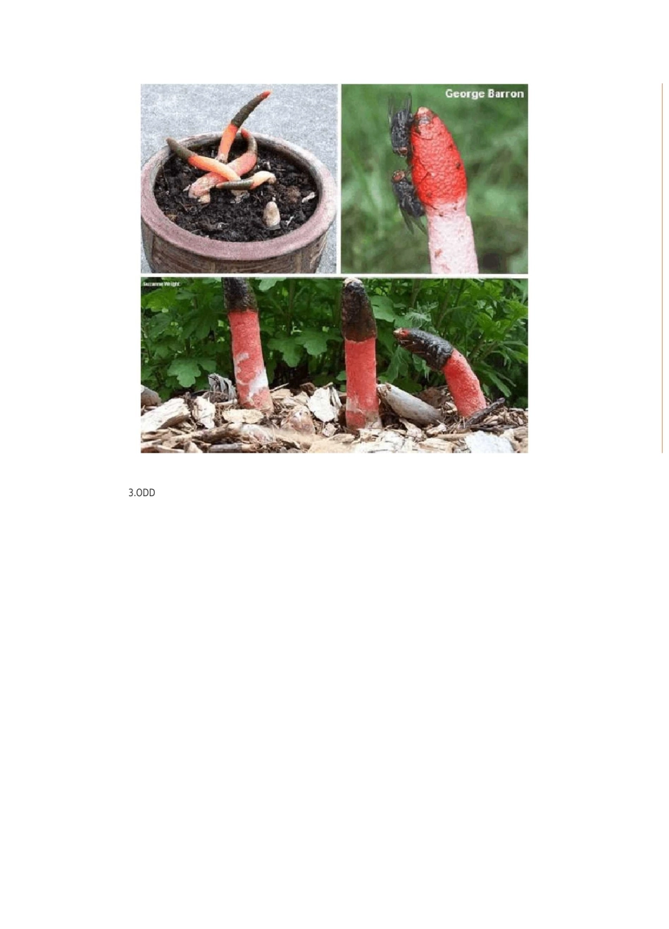 最罕见、最奇异的珍稀植物物种_第3页