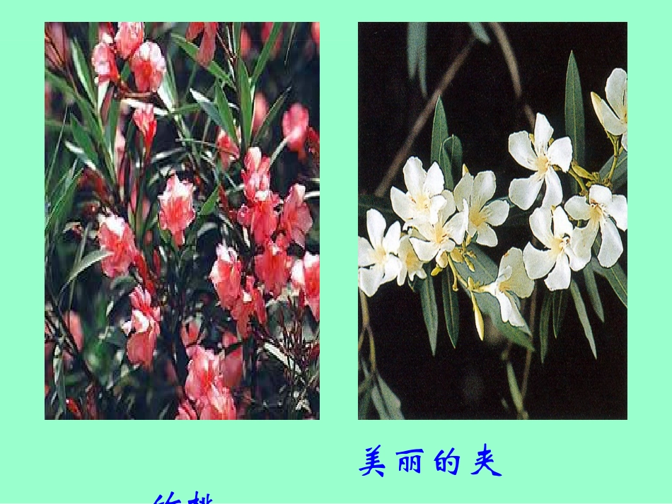 好课件-值得收藏_第3页