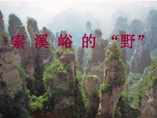 《索溪峪的野》课件