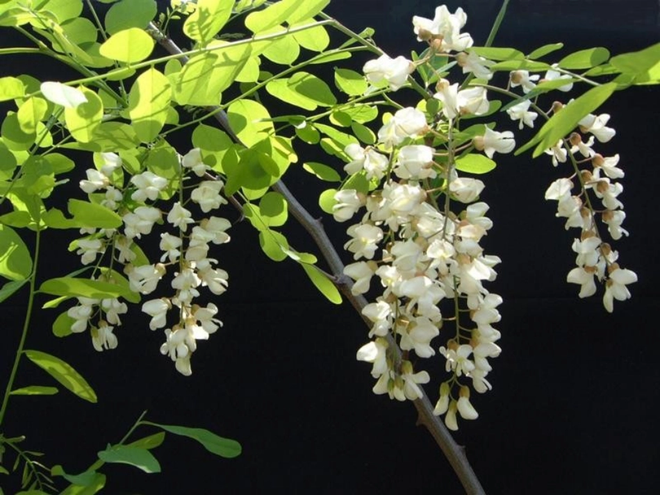 槐乡的孩子课件2._第2页