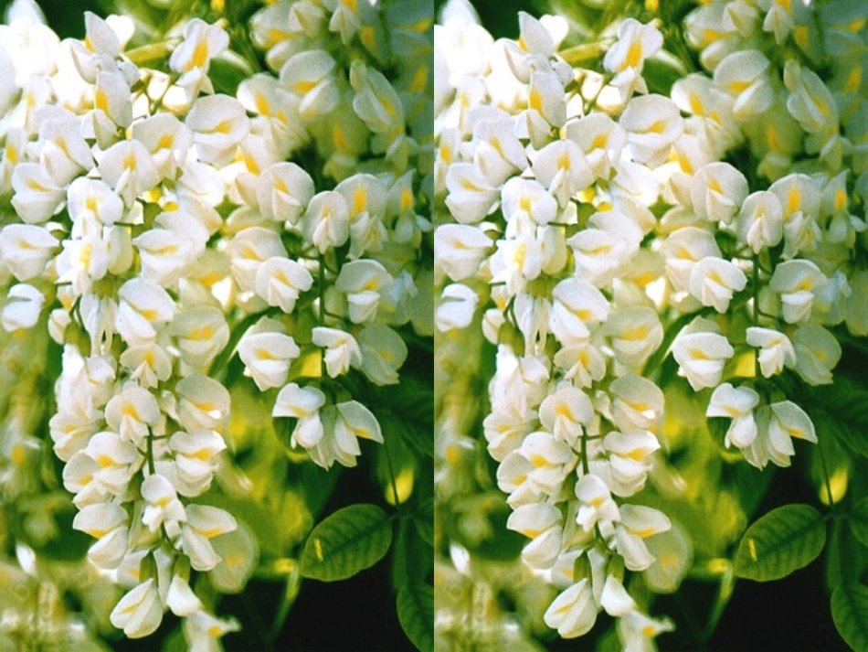 槐乡的孩子课件2._第3页