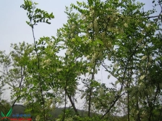 槐乡的孩子课件2.