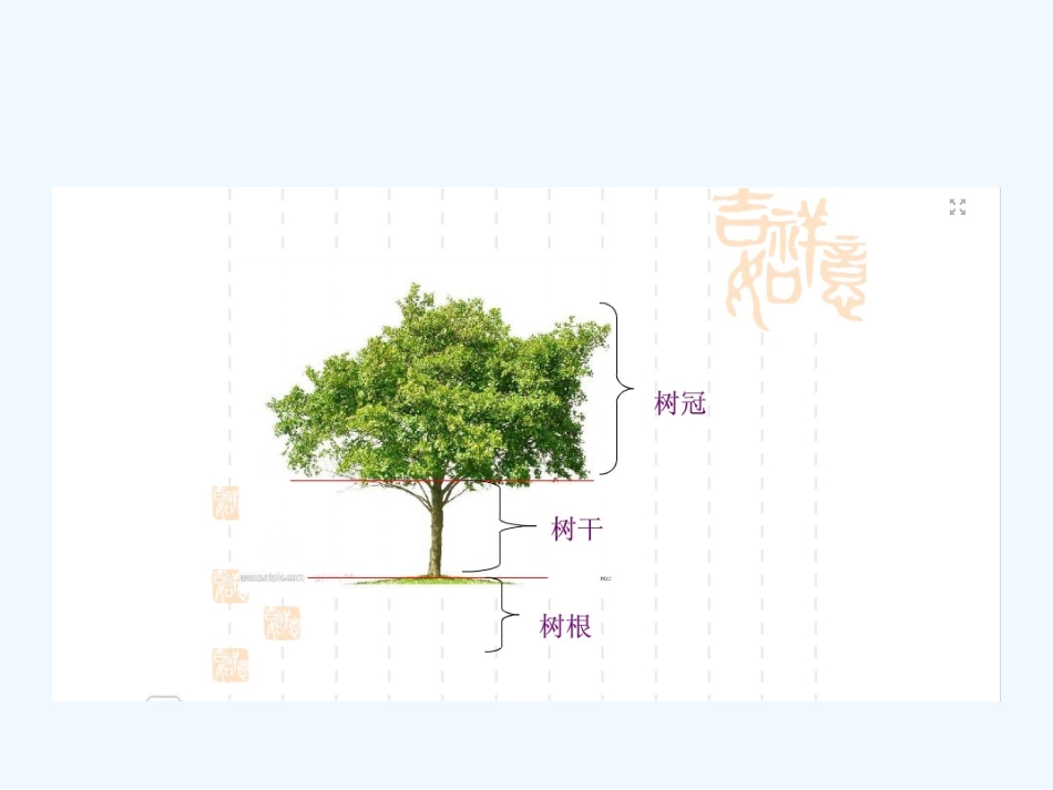 四年级科学上册7观察一棵树_第3页