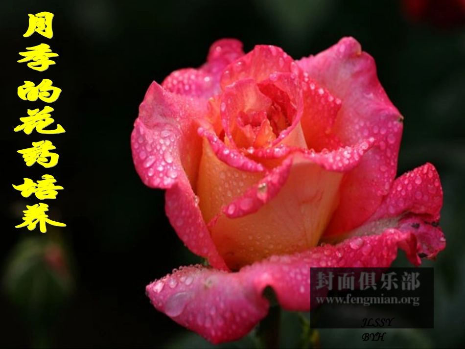 3.2《月季的花药培养》--课件_第1页