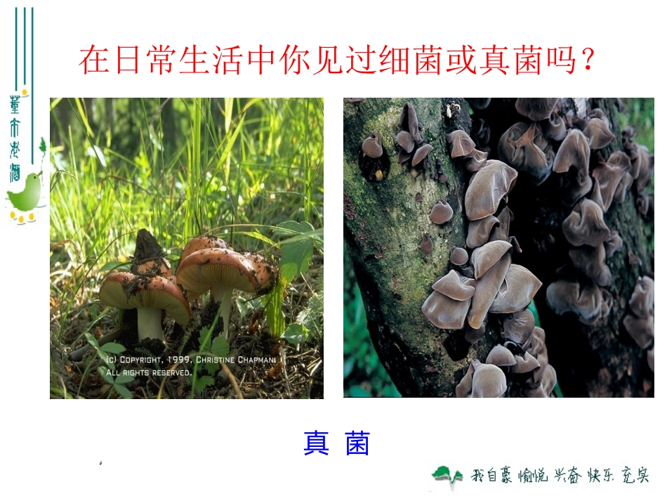 细菌和真菌的分布_第2页