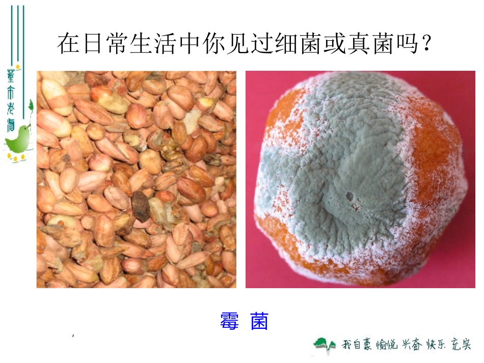 细菌和真菌的分布_第3页
