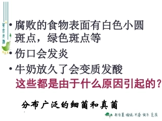 细菌和真菌的分布