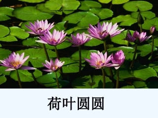 (部编)人教语文2011课标版一年级下册《何叶圆圆》